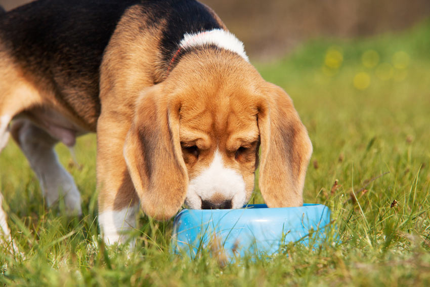 Dogs Forbidden Foods